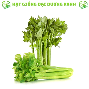 [500 Hạt] Hạt giống cần tây Mỹ cần tây ép nước(Tặng kèm phân bón)