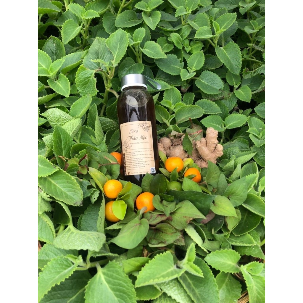 Tinh chất húng chanh, diếp cá, quất, đường phèn 500ml (có kiểm định)