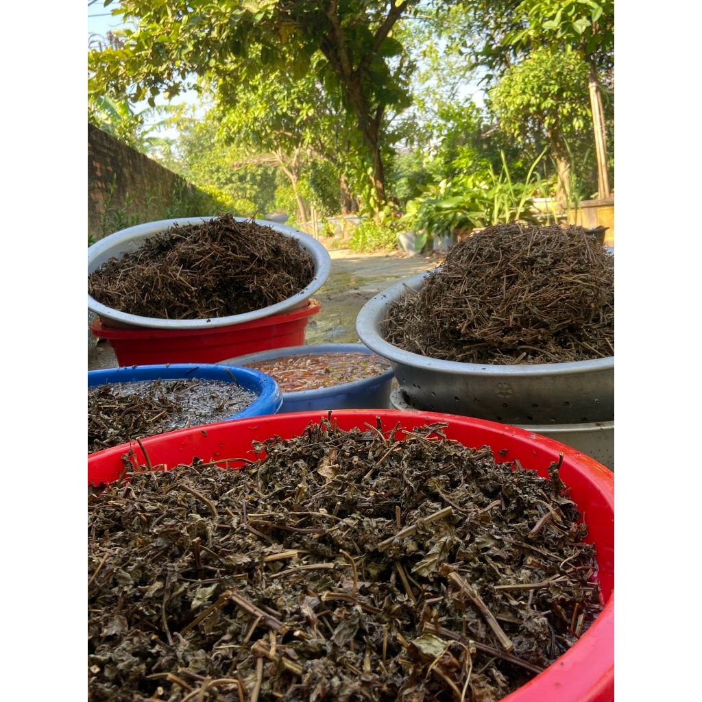 Nước gội đầu Bồ kết truyền thống, gội giảm rụng tóc, gàu, nấm da đầu, thúc đẩy quá trình mọc tóc