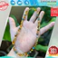 Bộ Amber cho bé Hàng Úc ( 0 - 12 tuổi )