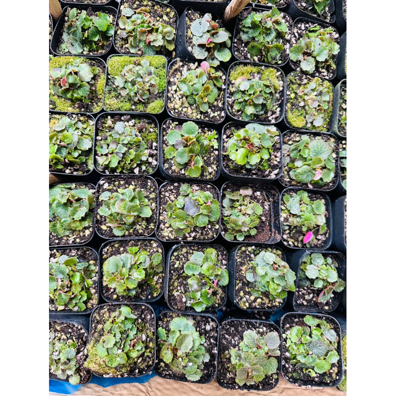 Cây Hổ Nhĩ - Micro Strawberry hợp làm terrarium