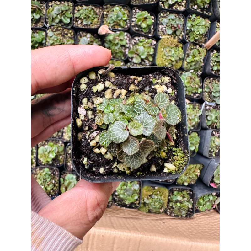 Cây Hổ Nhĩ - Micro Strawberry hợp làm terrarium