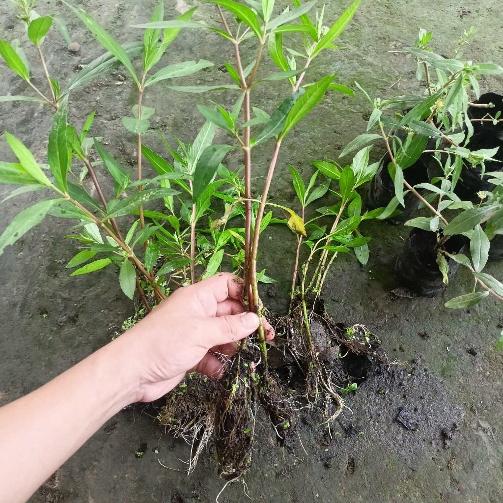 7 Cây Giống Nhọ Nồi Hay Còn Gọi Là Cỏ Mực Tác Dụng Tốt Tóc và Tốt Cho Thận KVT - Hạt Giống CANH NÔNG