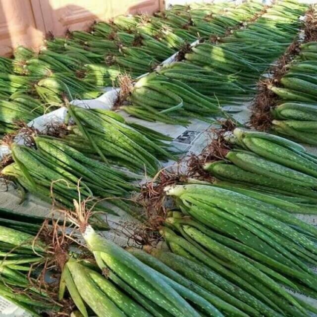 Cây NHA ĐAM GIỐNG KVT - Hạt Giống CANH NÔNG