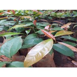 Rau bép (hay rau nhíp) - Đặc sản rừng Đạ Tẻh Lâm Đồng