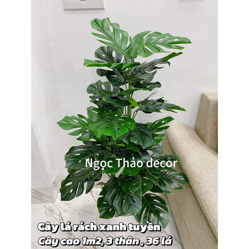 cây lá rách xanh tuyền giả 1m2 - cây lá rùa giả | Shopee Việt Nam