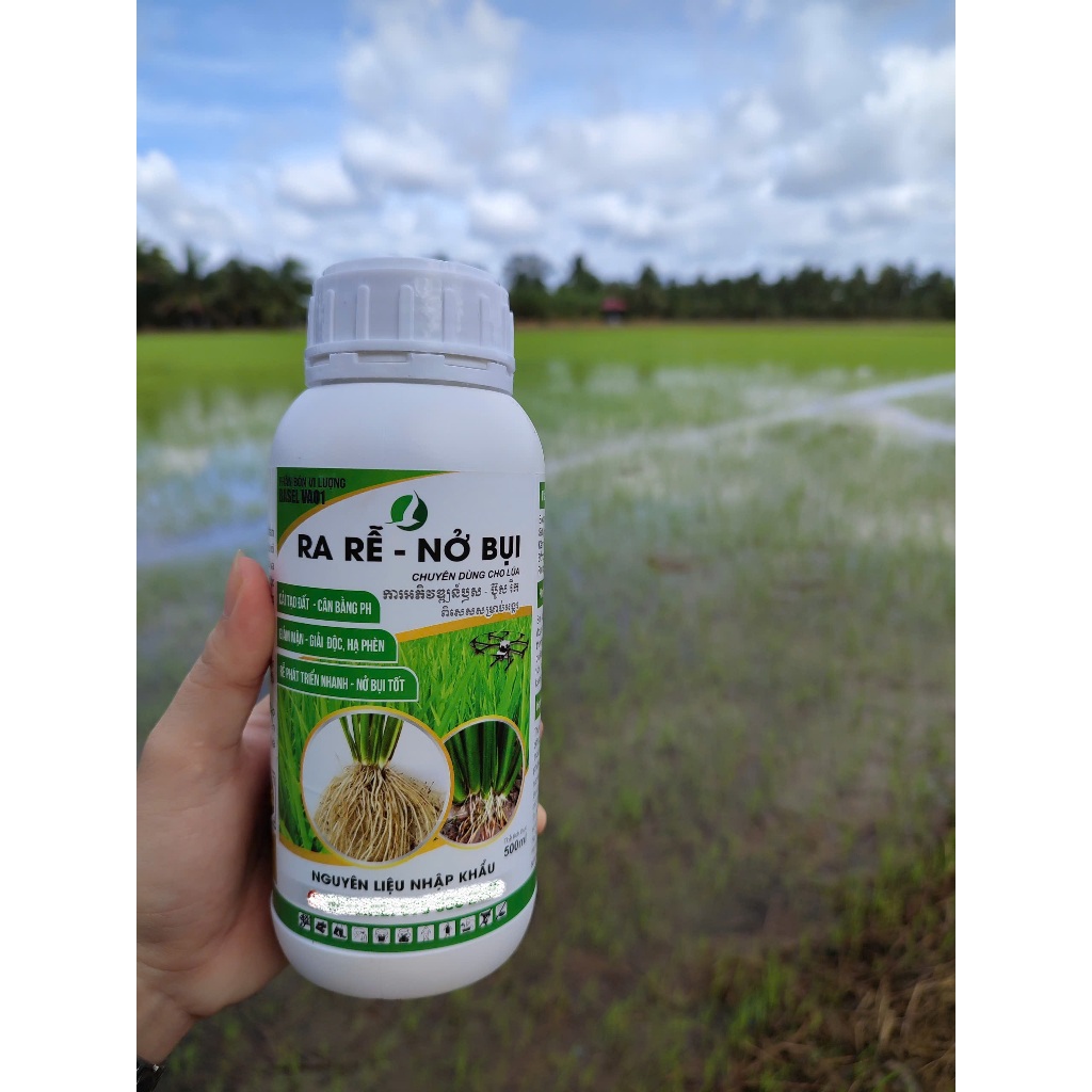 RA RỄ NỞ BỤI 500ML- Phân bón lá giúp lúa ra rễ nở bụi tốt, cứng cây ...
