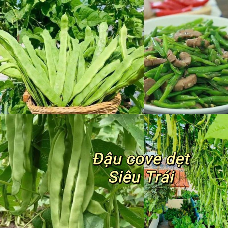 Hạt Giống Đậu Cove Quả Dẹt Leo Siêu Trái, Ăn Ngon, Chịu Nhiệt Năng Suất Cao