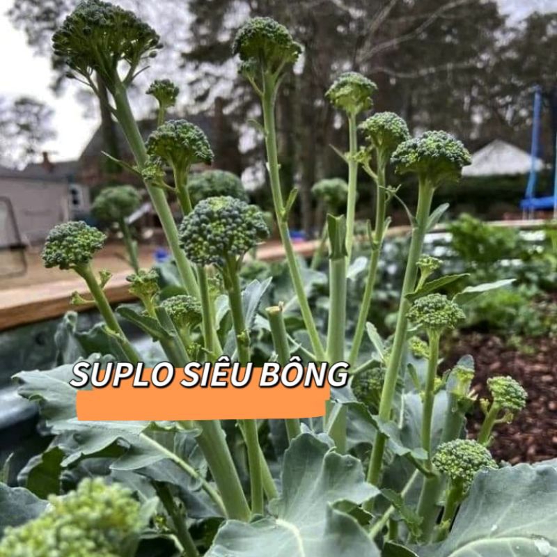 hạt giống suplo baby siêu bông 50 hạt🌈 Thu hoạch cực bền, ăn ngon