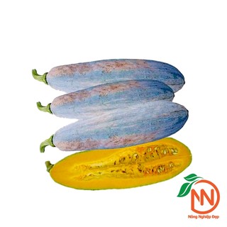 Hạt Giống Bí Sáp Lai F1 [ Gói 1g ] - Bí Đỏ Trái Dài
