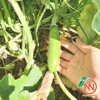 Hạt Giống Bí Sáp Lai F1 [ Gói 1g ] - Bí Đỏ Trái Dài