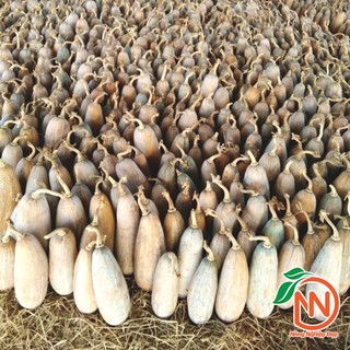 Hạt Giống Bí Sáp Lai F1 [ Gói 1g ] - Bí Đỏ Trái Dài