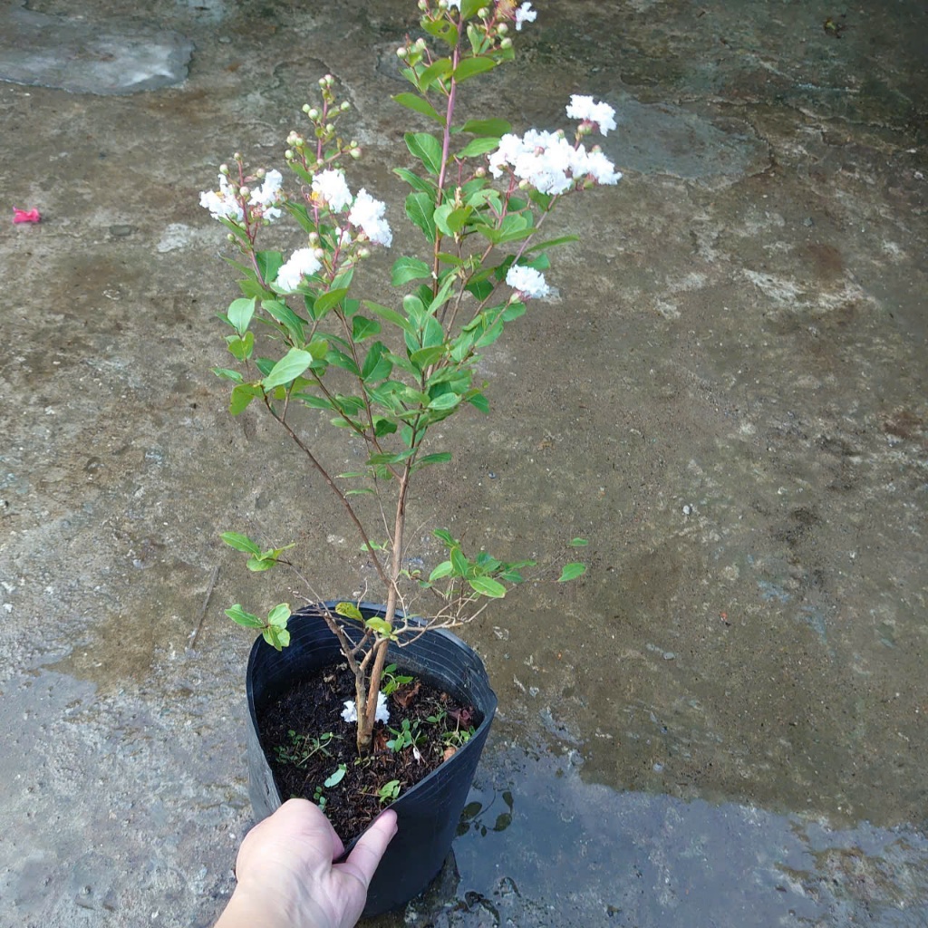 Cây tường vy hoa trắng - cây cảnh đẹp mau phát triển