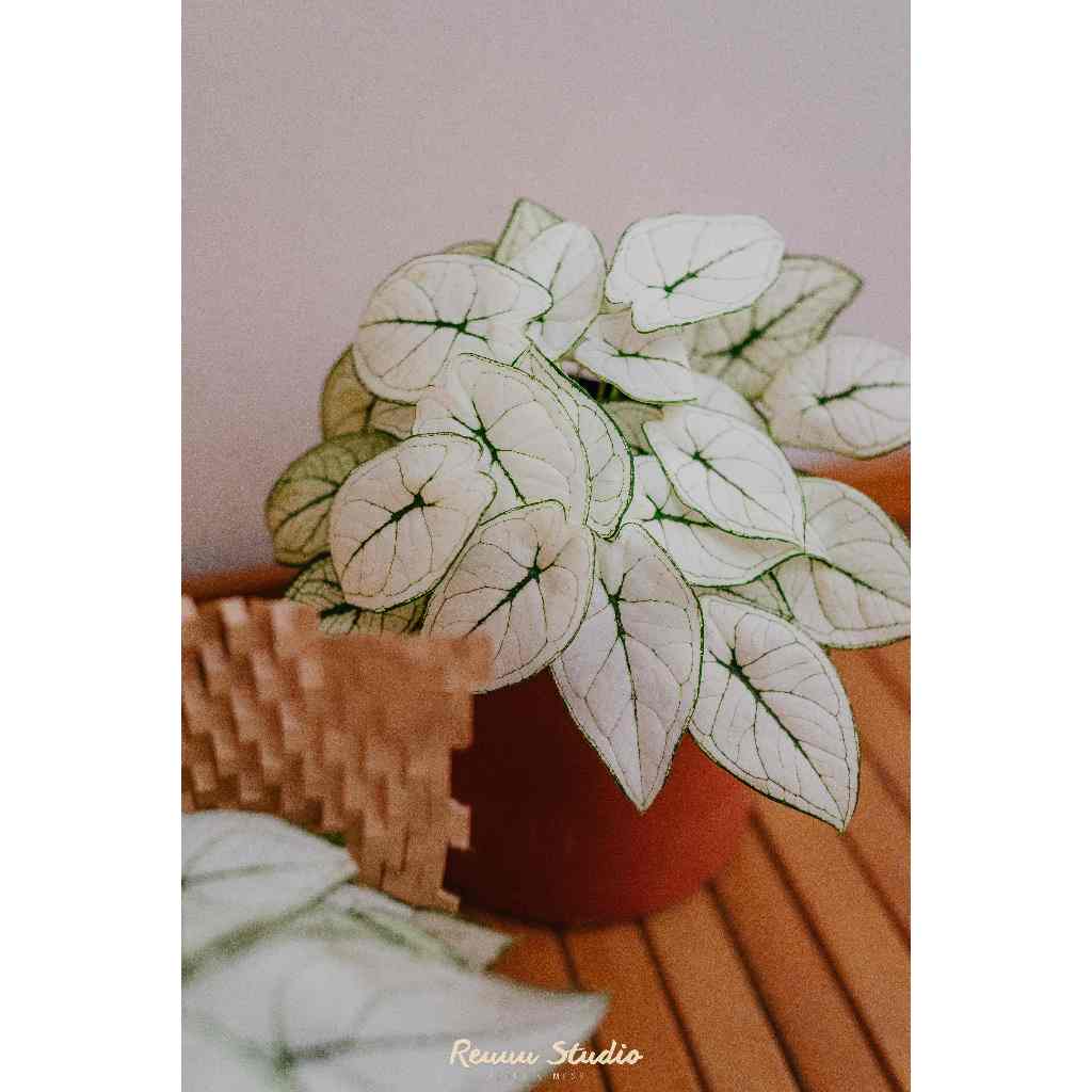 Môn bạch tuyết , Caladium humboldtii mini Snow White chơi terrarium bán cạn,cây trang trí để bàn rất đẹp