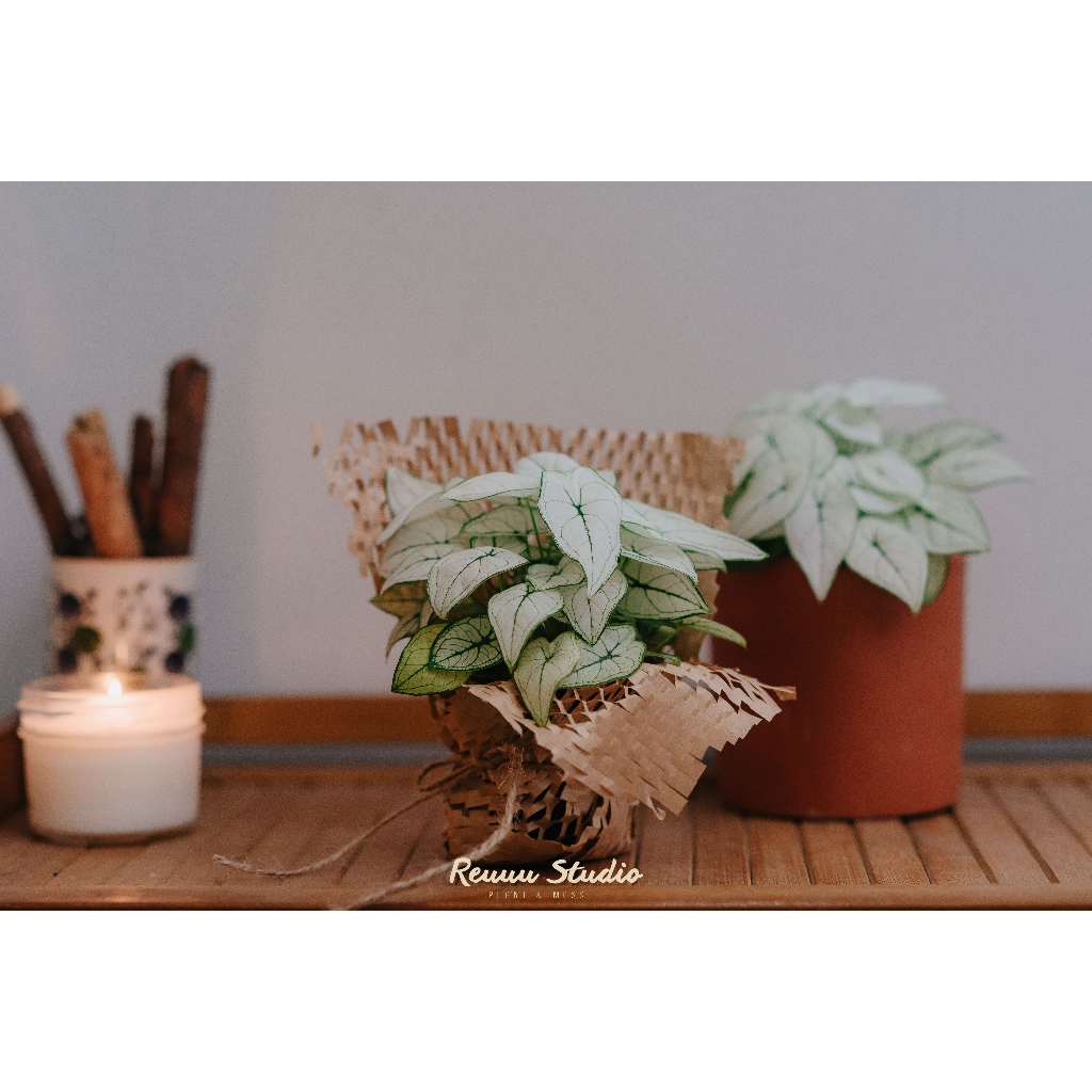 Môn bạch tuyết , Caladium humboldtii mini Snow White chơi terrarium bán cạn,cây trang trí để bàn rất đẹp