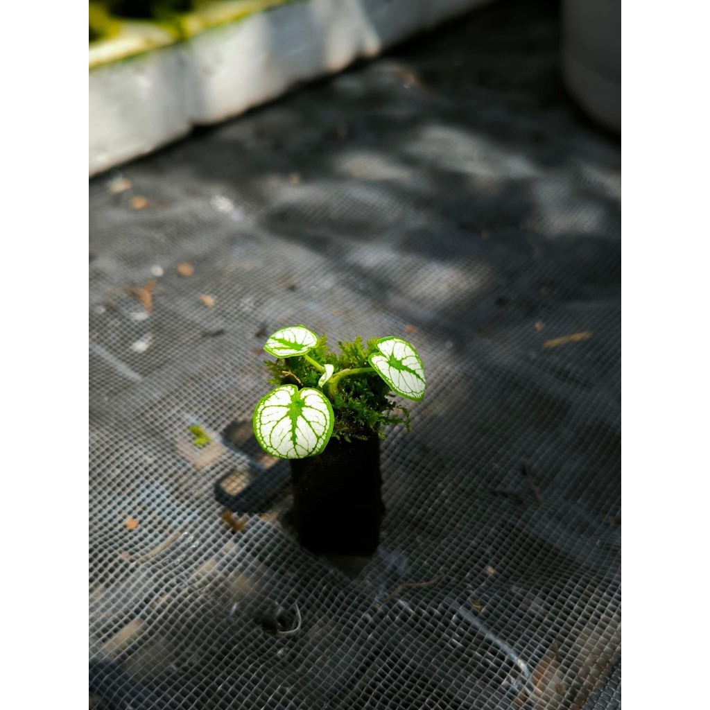 Môn bạch tuyết , Caladium humboldtii mini Snow White chơi terrarium bán cạn,cây trang trí để bàn rất đẹp
