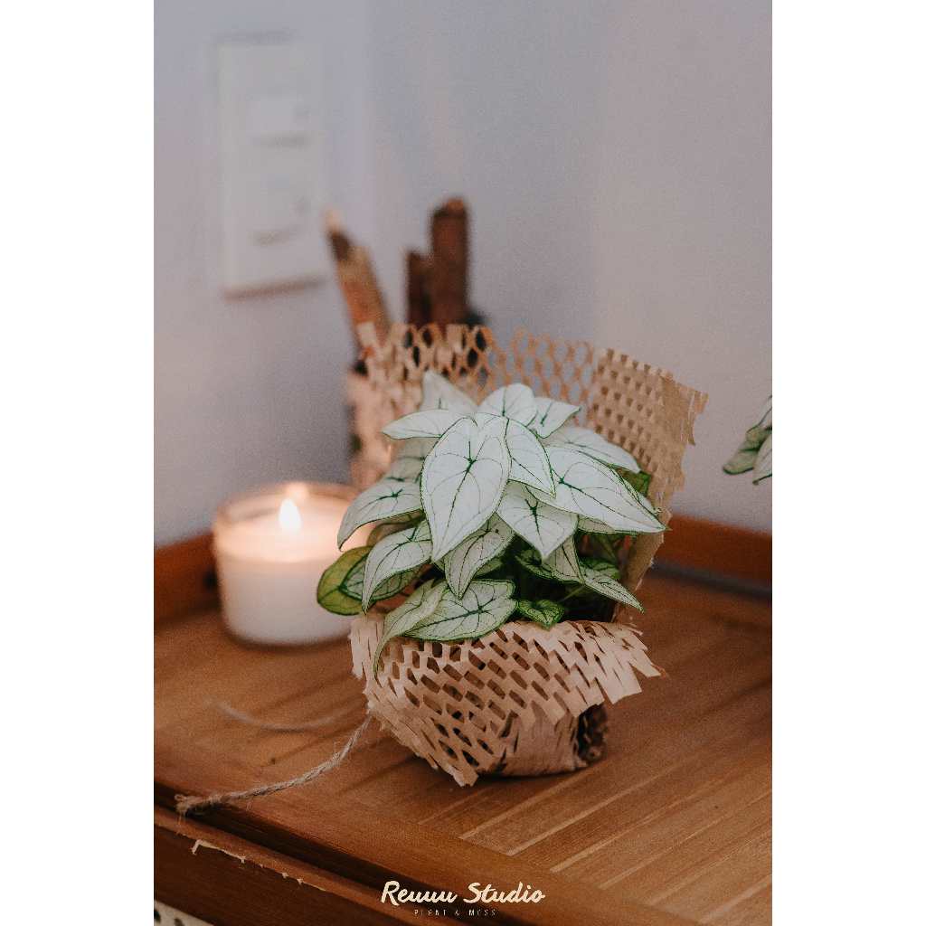 Môn bạch tuyết , Caladium humboldtii mini Snow White chơi terrarium bán cạn,cây trang trí để bàn rất đẹp