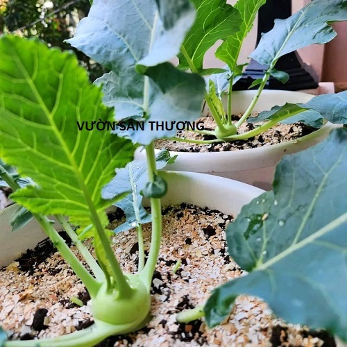 Vỏ Trứng Gà Được Sấy Khô Và Nghiền, Phòng Ố.c Sê.n, Cung Cấp Can.xi Bán Theo Gr