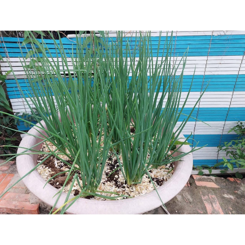 Vỏ Trứng Gà Được Sấy Khô Và Nghiền, Phòng Ố.c Sê.n, Cung Cấp Can.xi Bán Theo Gr