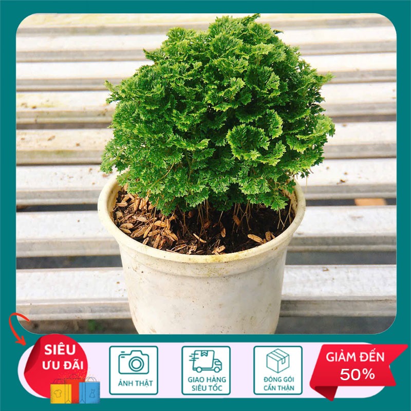 Cây Rêu Tiên (Rêu May Mắn) - Cây cảnh trang trí - STCX86 | Shopee Việt Nam