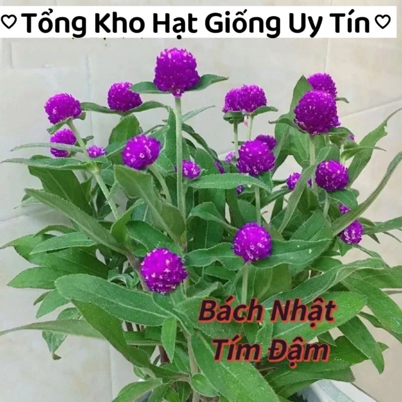 200 hạt giống hoa cúc bách nhật tím đậm ❤️Siêu Xinh❤️ nảy mầm cực đỉnh