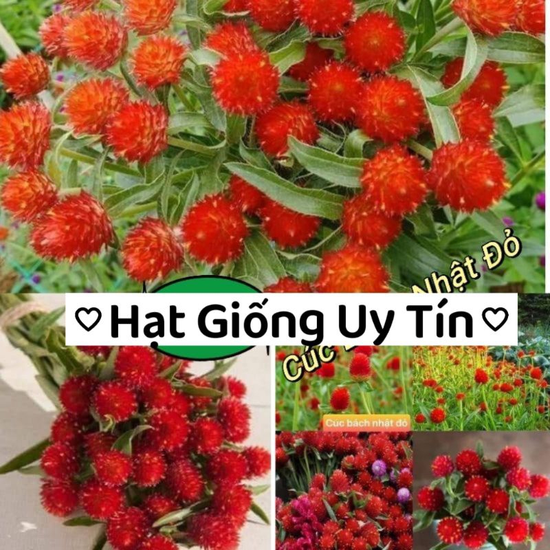hạt giống hoa cúc bách nhật đỏ ❤️ Cực Xinh❤️ siêu dễ trồng