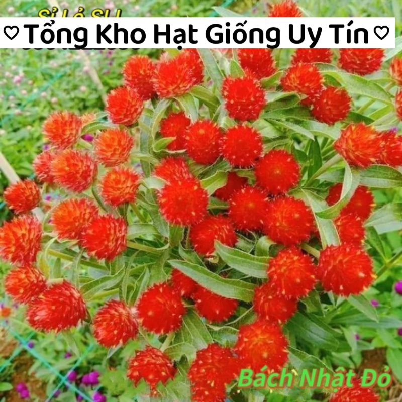 hạt giống hoa cúc bách nhật đỏ ❤️ Cực Xinh❤️ siêu dễ trồng