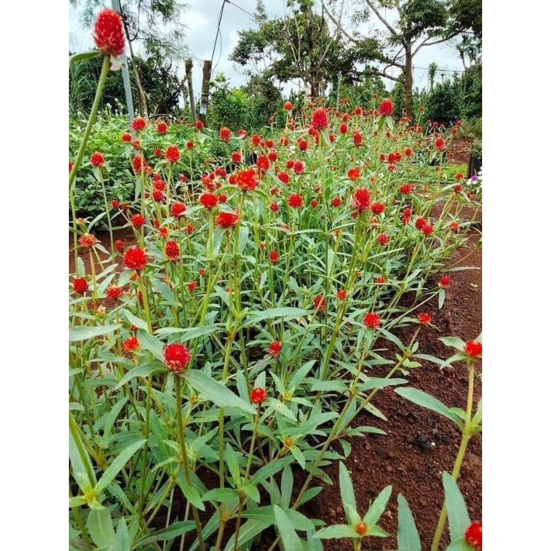hạt giống hoa cúc bách nhật đỏ ❤️ Cực Xinh❤️ siêu dễ trồng