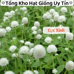 100 Hạt Giống Hoa Bách Nhật Trắng💯 Siêu Xinh, nảy mầm cực tốt