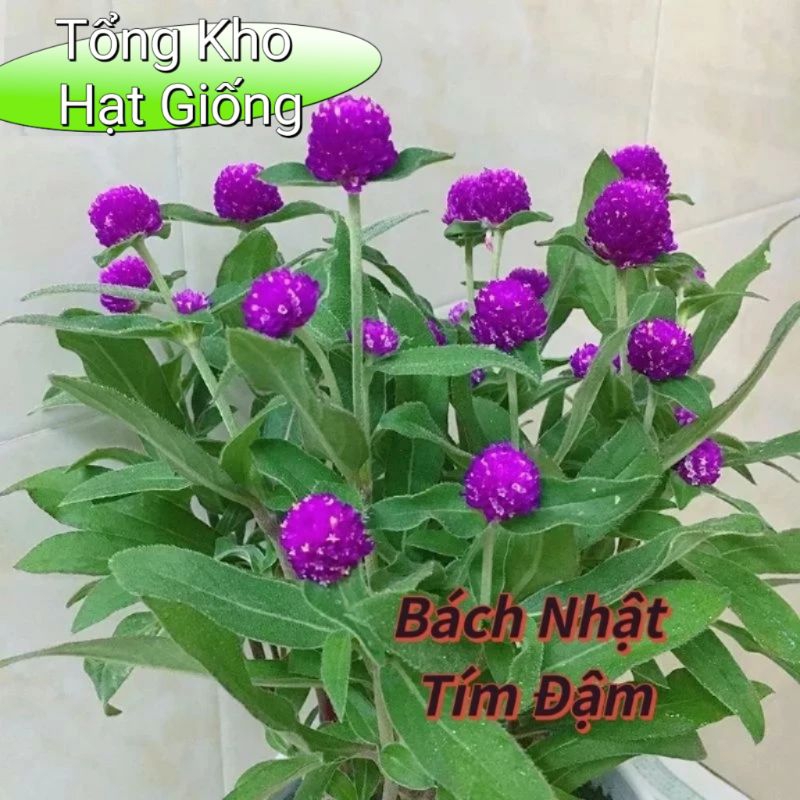 200 hạt giống hoa cúc bách nhật tím đậm ❤️Siêu Xinh❤️ nảy mầm cực đỉnh