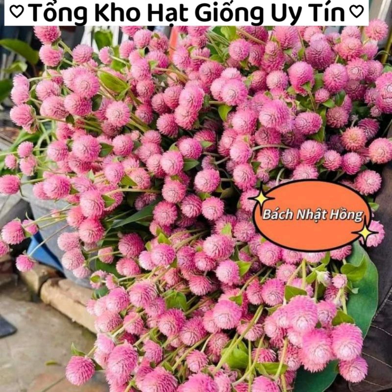 200 hạt giống hoa bách nhật màu hồng ❤️Siêu Xinh❤️ rất dễ trồng