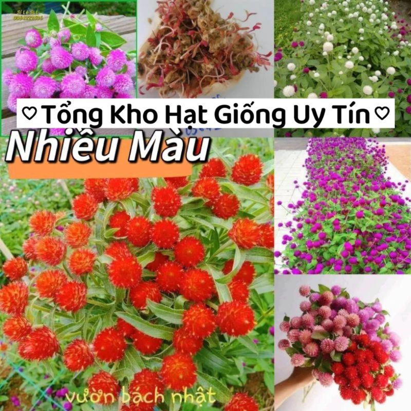 200 Hạt Giống Hoa Cúc Bách Nhật Nhiêù Màu💯 NẢY MẦM CỰC KHOẺ🌲 nhiều màu rất đẹp