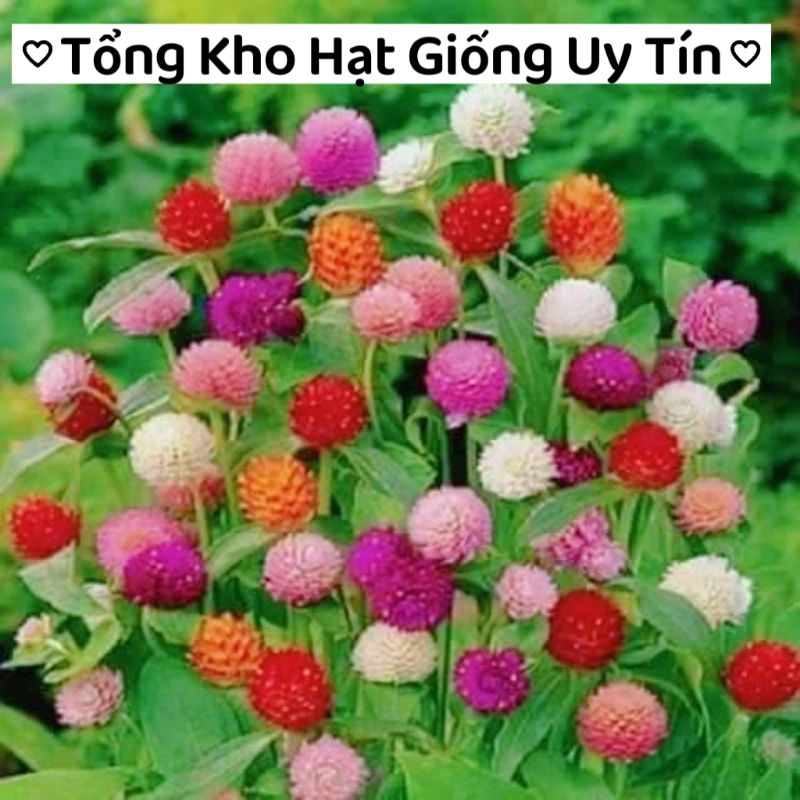 hạt hoa cúc bách nhật mix 4 màu đỏ hồng trắng tím 💖siêu xinh💖nảy mầm cực đỉnh chất lượng cao