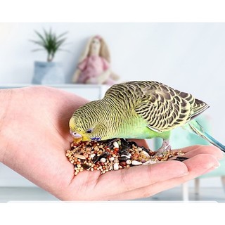 Hạt Trộn Tổng Hợp 2.5kg Cho Vẹt - Lovebird/Cockatiel/Yến Phụng/Dòng Vẹt Nhỏ Vừa, Cung Cấp Protein
