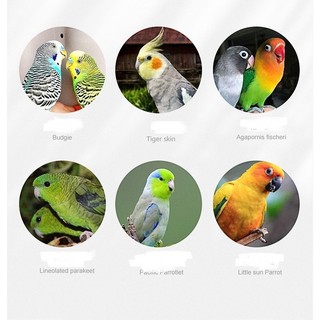 Hạt Trộn Tổng Hợp 2.5kg Cho Vẹt - Lovebird/Cockatiel/Yến Phụng/Dòng Vẹt Nhỏ Vừa, Cung Cấp Protein
