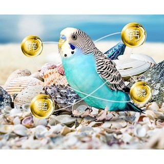 Hạt Trộn Tổng Hợp 2.5kg Cho Vẹt - Lovebird/Cockatiel/Yến Phụng/Dòng Vẹt Nhỏ Vừa, Cung Cấp Protein