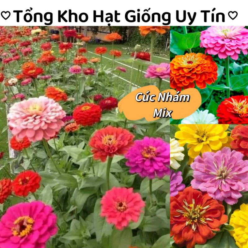 200 hạt giống cúc lá nhám nhiều màu 🌻 Siêu Xinh💥 cực kỳ dễ trồng.