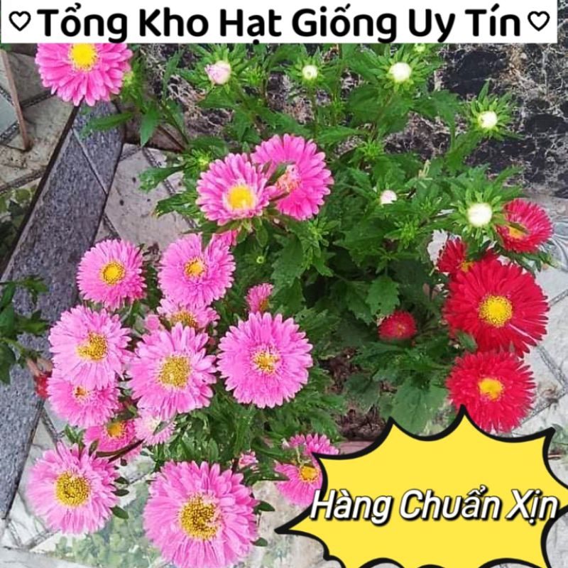 200 hạt giống hoa cúc magix 💜 Sale Lớn 💫 hoa cực xinh