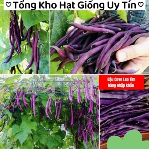 Hạt Giống Đậu CoVe Tím F1 💥 Hàng Xịn nhập khẩu nguyên bao bì Thái,ăn cực ngon, đẹp lạ