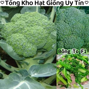 0,1 gam hạt giống suplo xanh 💥Nảy Mầm Cực Đỉnh💥 siêu năng suất