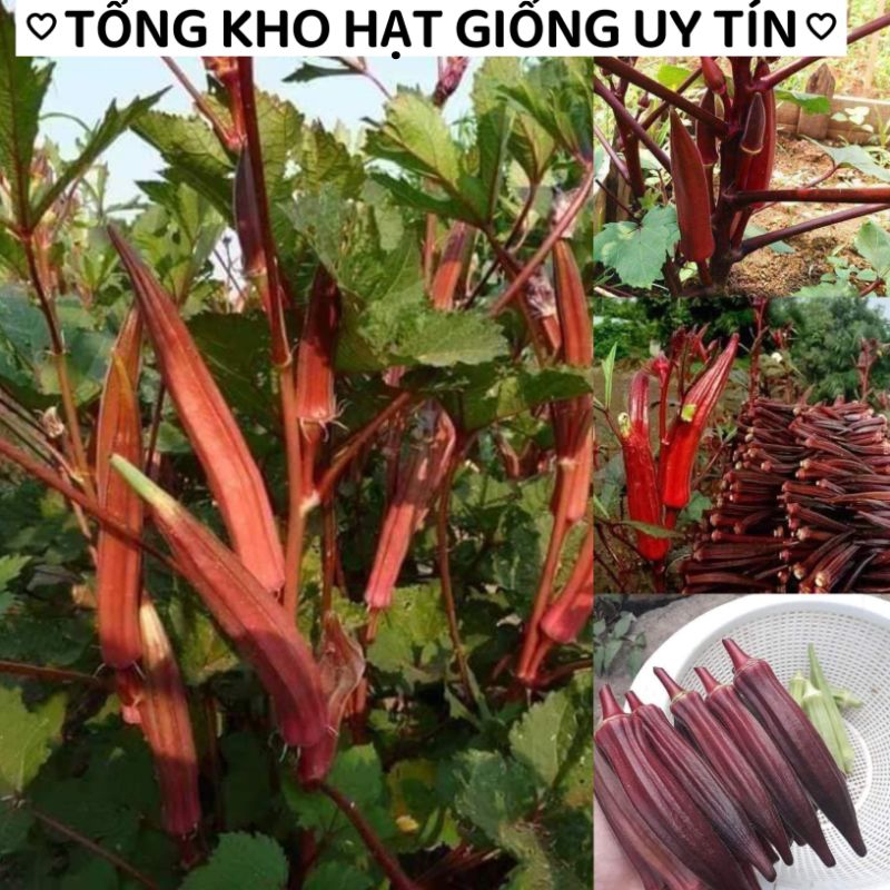 Hạt Giống Đậu Bắp Đỏ Siêu Quả F1 😍🧡Freeship ❤️💥chất lượng cao
