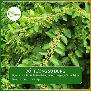 1kg CÂY THÌA CANH (Dây muối, lõa ti rừng) tốt cho người tiểu đường | Dược liệu Thanh Loan