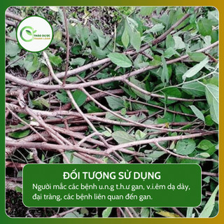 1kg THÂN AN XOA (Cây do lông, tổ kén cái) xơ gan cổ trướng, tăng cường chức năng gan | Dược liệu Thanh Loan