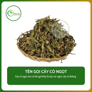 1kg CÂY CỎ NGỌT (Cây cúc ngọt, cây cỏ đường) ổn định h.u.y.ế.t áp, lợi tiểu | Dược liệu Thanh Loan