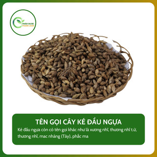 1kg CÂY KÉ ĐẦU NGỰA (Xương nhĩ, thương nhĩ tử) giảm đau, hạ sốt | Dược liệu Thanh Loan
