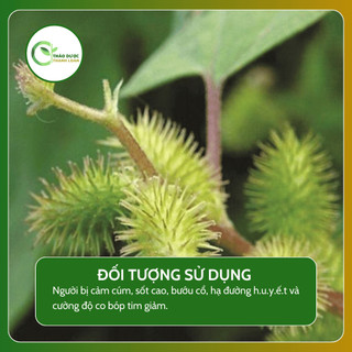 1kg CÂY KÉ ĐẦU NGỰA (Xương nhĩ, thương nhĩ tử) giảm đau, hạ sốt | Dược liệu Thanh Loan