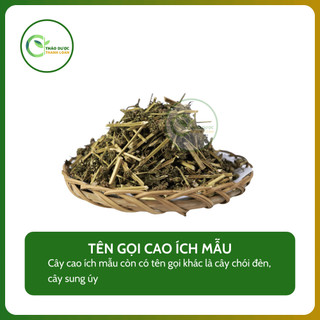1kg CÂY CAO ÍCH MẪU (Cây chói đèn, cây sung úy) điều hoà kinh nguyệt | Dược liệu Thanh Loan