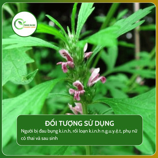 1kg CÂY CAO ÍCH MẪU (Cây chói đèn, cây sung úy) điều hoà kinh nguyệt | Dược liệu Thanh Loan