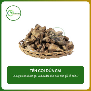 1kg DỨA GAI (Dứa gỗ, dứa núi) chữa sỏi thận, tiết niệu | Dược liệu Thanh Loan