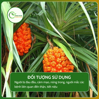 1kg DỨA GAI (Dứa gỗ, dứa núi) chữa sỏi thận, tiết niệu | Dược liệu Thanh Loan